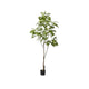Japanese Lacquer Tree