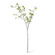 Pittosporum Leaf Branch