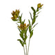 Leucadendron Spray Yellow 100cm