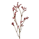 Kangaroo Paw Spray 102cm