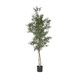 Olive Tree