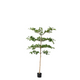 Black Olive Tree | 183cm