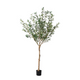Olive Tree