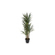 Yucca 5 Branch in Black Pot