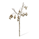 Barberry Branch 85cm | Dark Brown