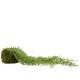 Succulent Hanging Ball 50cm | Green
