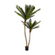 Cycus Palm Tree 220cm