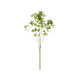 Pieris Japonica Branch