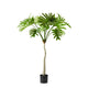 Philodendron Selloum Plant | Green