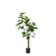 Rubber Tree 1.3m