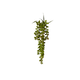 String of Pearls | Hanging Plant 34cm