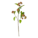 Sweet Gum Pom Pom Spray