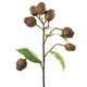 Eucalyptus Burgundy 67cm | Green