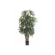 Raphis Palm Thin Leaf